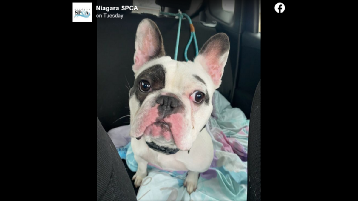 Ralphie is up for adoption — again — at an animal shelter in New York.